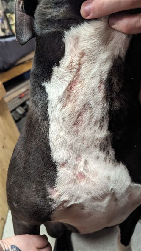 My Dog Has A Scabby Rash And When The Scab Falls Off There Is A Bald