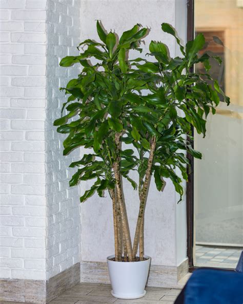 How To Care For Your Money Tree Plant Full Care Guide Plantsnap