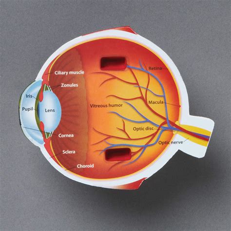 Learning Resources Cross Section Human Eye Model Biology Scientific
