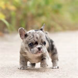 The french bulldog is a small sized domestic breed that was an outcome of crossing the ancestors of bulldog brought over from england with the local ratters of france. Rolly Merle French Bulldog - MICROTEACUPS