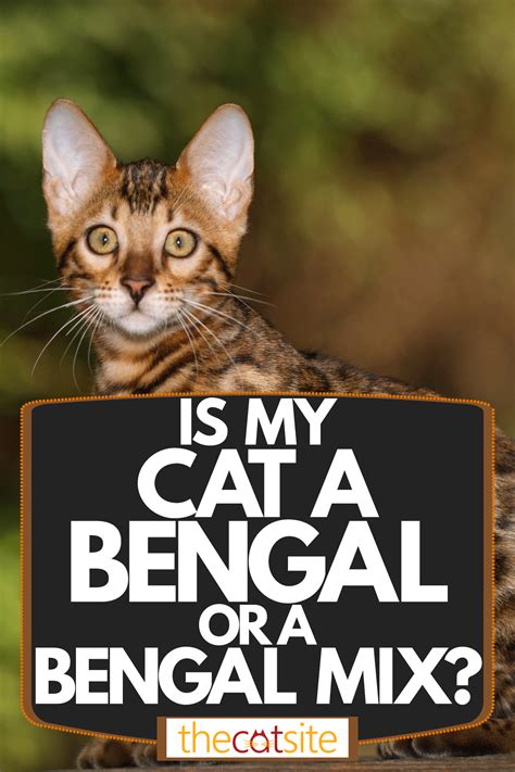 Is My Cat A Bengal Or A Bengal Mix Answered Thecatsite
