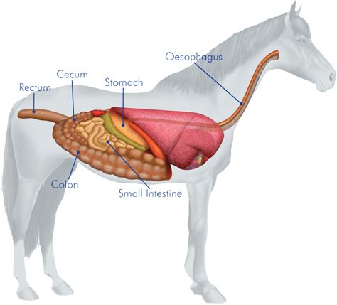 In this video i will draw human liver.the liver is an organ only found in vertebrates which detoxifies various metabolites,synthesizes protines and. The Horse's Digestive System | HyGain Horse Feed