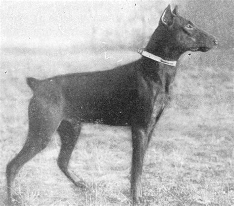 Origins History Of The Dobermann Breed Doberman Breeds Dogs