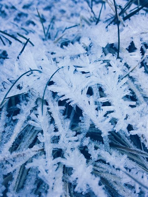 Free Images Tree Branch Snow Winter Leaf Frost Ice Weather
