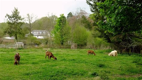 Goats Godstone Farm © Derek Harper Geograph Britain And Ireland