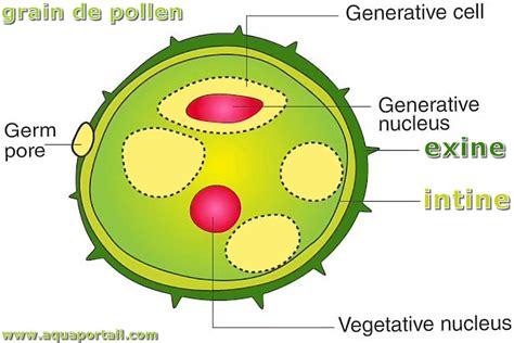 Intine Définition Et Explications