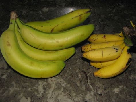Banana Variety Comparison Of Regular Banana And Smaller Va