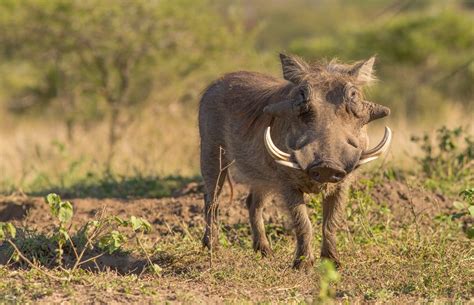 Warthog Facts Hluhluwe Game Reserve
