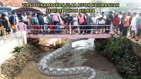 The Angry Giant Python While Sleeping Was Teased Causing The Villagers
