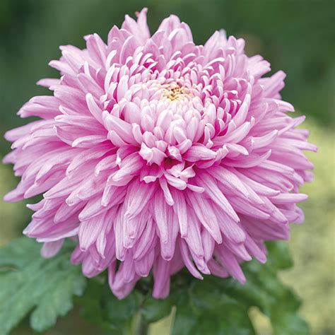 Chrysanthemum Outdoor Bloom Plant Collection From Mr Fothergills Seeds