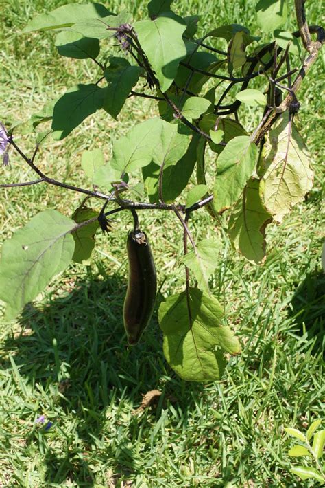 In japanese cuisine, eggplants are known as nasu or nasubi and use the same characters as chinese (茄子). Backyard Urban Gardening - Grow Your Own Food: Upside Down ...