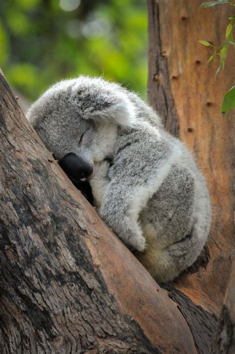 Baby Koala Baby Koala Wild Animals Are Less Wild And More Human Than
