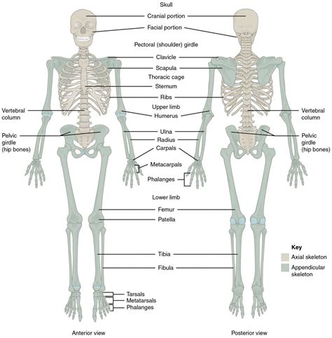 Divisions Of The Skeletal System Anatomy And Physiology I
