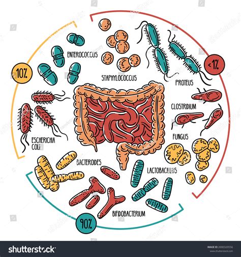 Vector Infographics Human Intestinal Flora Normal Stock Vector Royalty