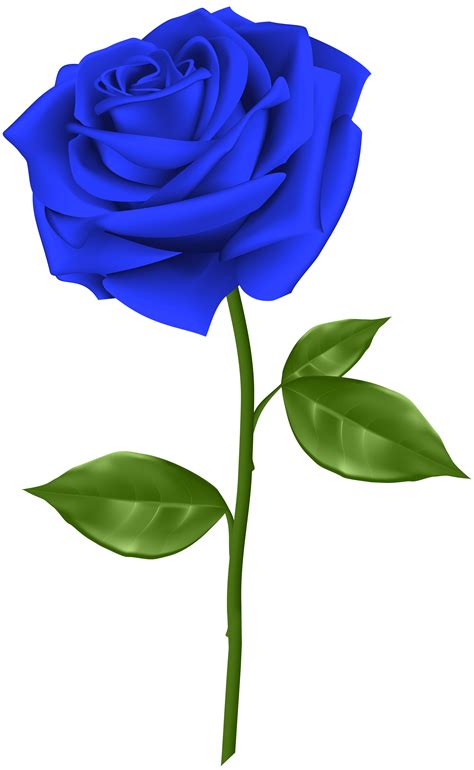 Blue Rose Flower Clip Art Blue Rose Transparent Png Clip Art Png