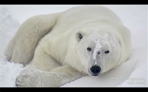 Anyone Watching The Polar Bear Cam Polarbears