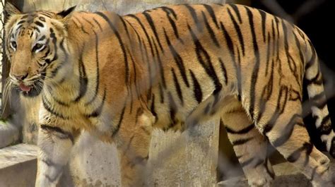 Carnivores At Byculla Zoo Face A Change In Diet Amid Lockdown