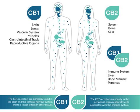 What Is Cbd Cannabidiol All Important Information