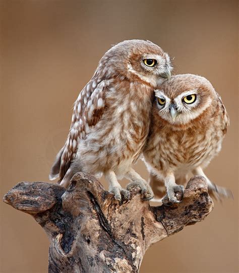 Pareja De Pequeños Buhos Animales Pinterest Owl