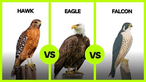 Whats The Difference Between Hawk Eagle And Falcon Top10animal