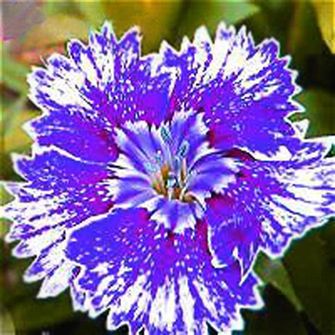 Dianthus Carnation Seeds — Jack Seeds