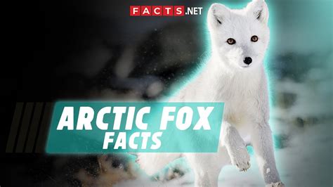 Arctic Fox Facts And Characteristics Of These Frosty Foxes Youtube