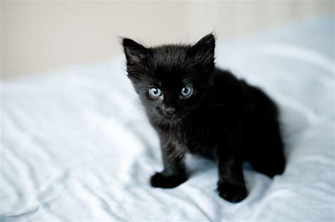 Black Kittens Kittens Photo 41503194 Fanpop