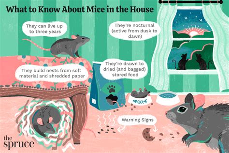 How To Get Rid Of Mice In Your Home