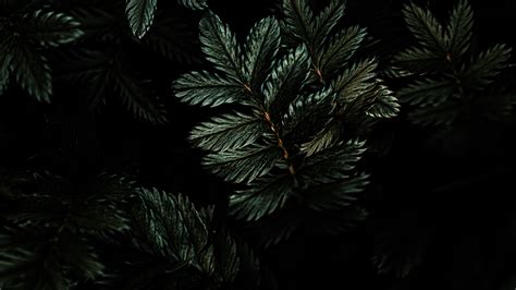 Download Wallpaper 2560x1440 Leaves Branches Dark Dual Wide 169
