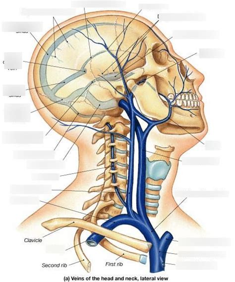 Veins Of The Head And Neck Diagram Quizlet