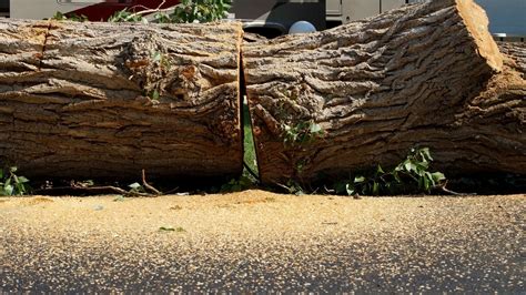 10 Common Signs Your Tree Needs To Be Removed
