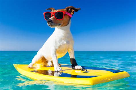 How To Keep Your Dog Happy During The Summer My Itchy Dog