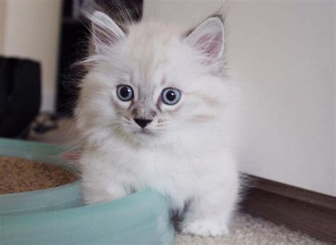 Munchkin Kitten For Sale Adoption From Bristol Auckland