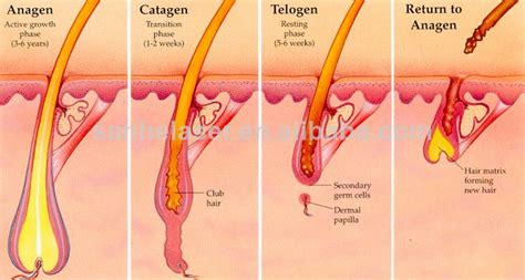 Again, not every spa or clinic will treat the private zone on men and women. Hair Concerns - Cocoon Medical Spa