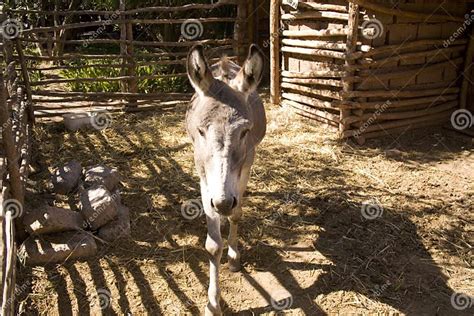Donkey In Stable Stock Image Image Of Creature Confinement 3592647