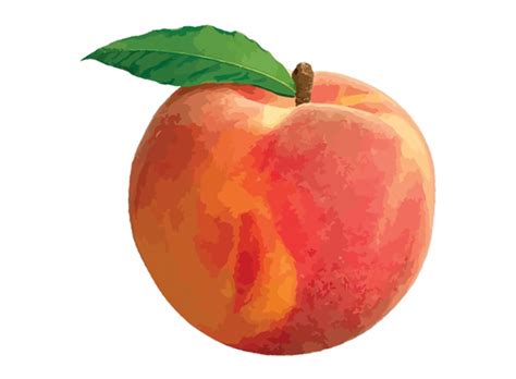 Peach Images Clip Art 10 Free Cliparts Download Images On Clipground 2022