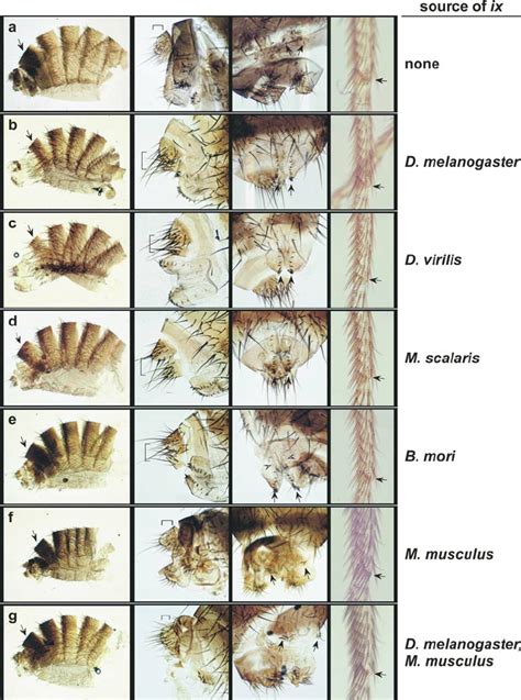 Cuticular Phenotypes Of Drosophila Melanogaster Females Expressing