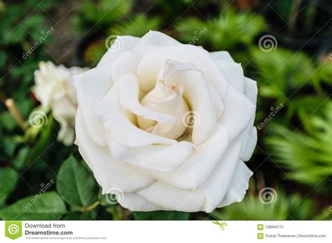 White Rose Blooming Stock Photo Image Of Light Beautiful 108848772