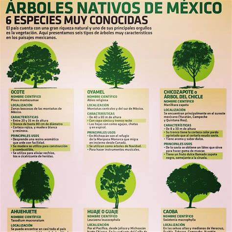 Árboles De La Región De México Identificación De árboles Árboles Y