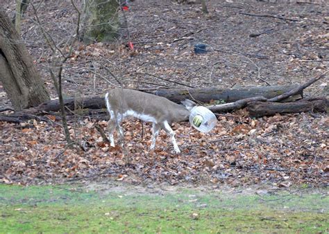Deer With A Plastic Jug Stuck On Its Head Runs Around A Maryland