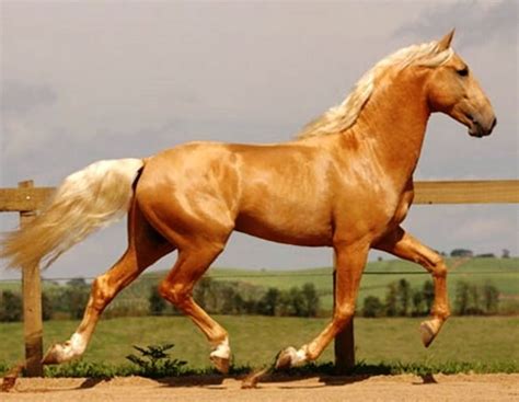 Elite Golden Palomino Lusitano Stallion Alfacinha Photo Tupa