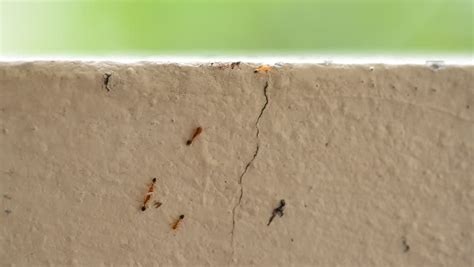 Carpenter ants usually hide out in forested areas and build nests within damp wood. Large Group Of Black Ants Crawling Out Of A Cracked Wall ...