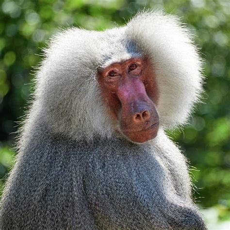 Hamadryas Baboon At Berlin Zoo Photograph By Jouko Lehto Pixels