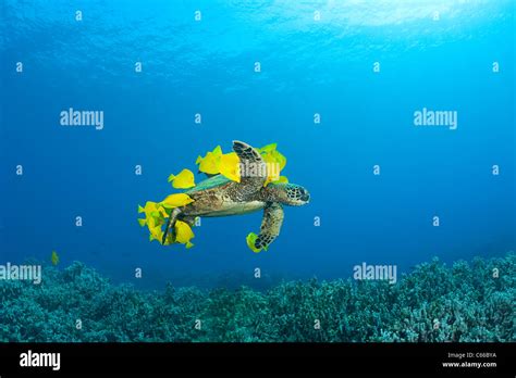 Green Sea Turtle Being Cleaned Of Algae By Yellow Tang Surgeonfish At