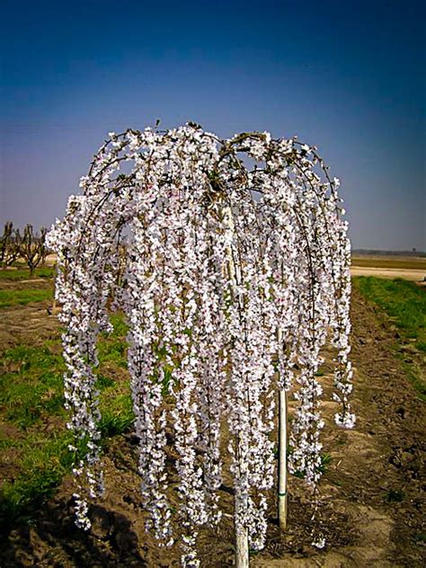 Snow Fountains Weeping Cherry Trees For Sale The Tree