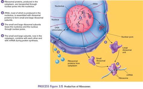 Nucleolus structure cell organelles membrane bound organelles animal cell ribosomes function. Organelles - Cell Structures and their Functions