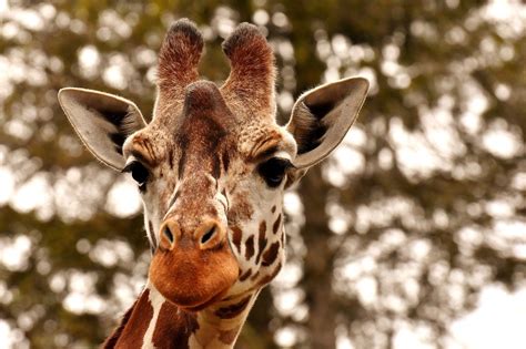 Its Official Giraffes Added To Endangered Species List Under Threat