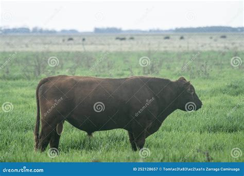Bull Grazing On The Pasture Fields Stock Image Image Of Tree Bull