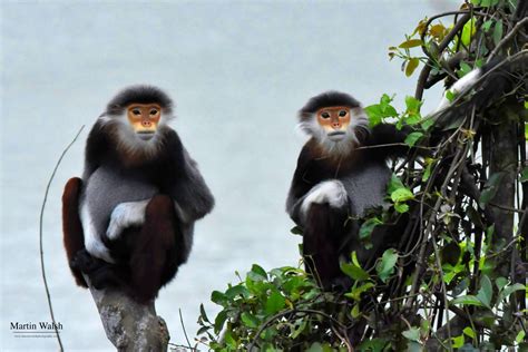 Vietnams Wildlife A Pretty Good News Story Explorersweb