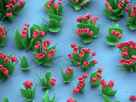 Microscopic Flowers Blooming In Harvards Lab Abc News